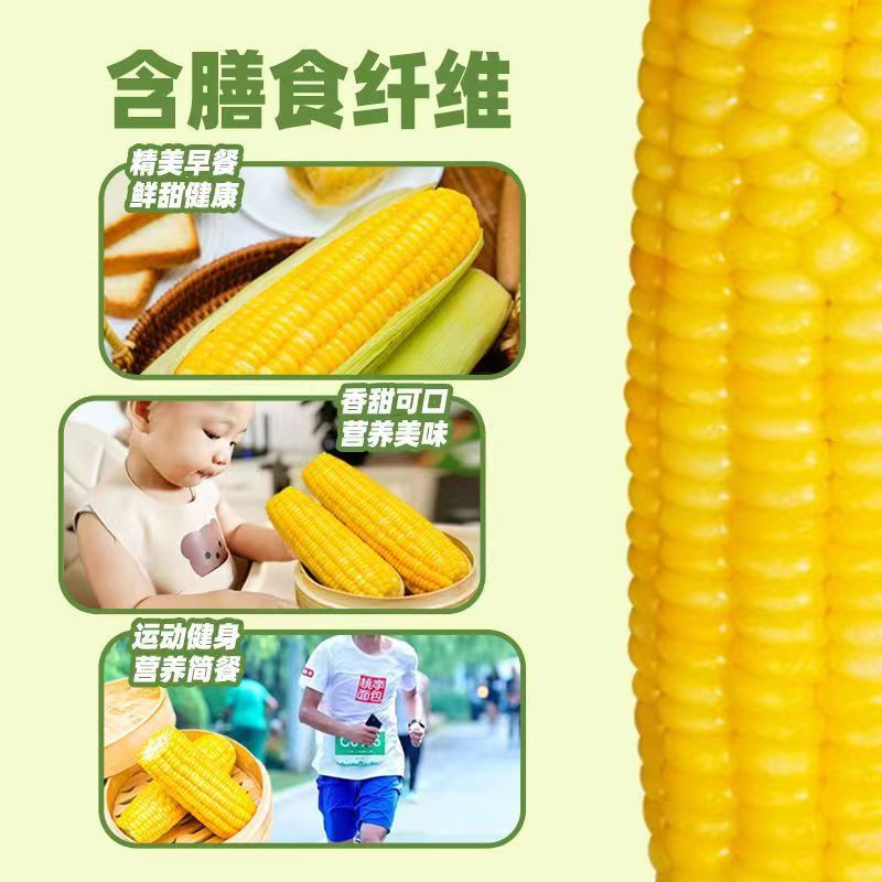 有机甜糯玉米 6根/盒图2