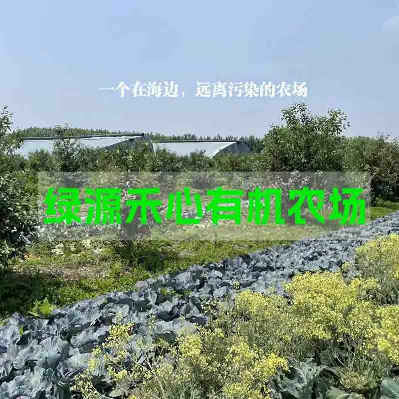 【检测308项农残未检出 青岛仓发货】 【自选有机菜市场来了！品种丰富，自由组合，订单满6份且满50元包邮！】顺丰快递 全国可发 新鲜到家 双层包装 更加安全图3