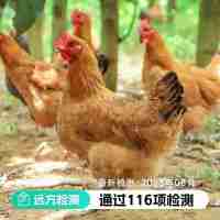 【通过远方116项检测】山林里梨树下散养500天 跑山老母鸡 推荐炖汤 鸡汤香浓 肉质紧实 净重2.2~2.6斤/只